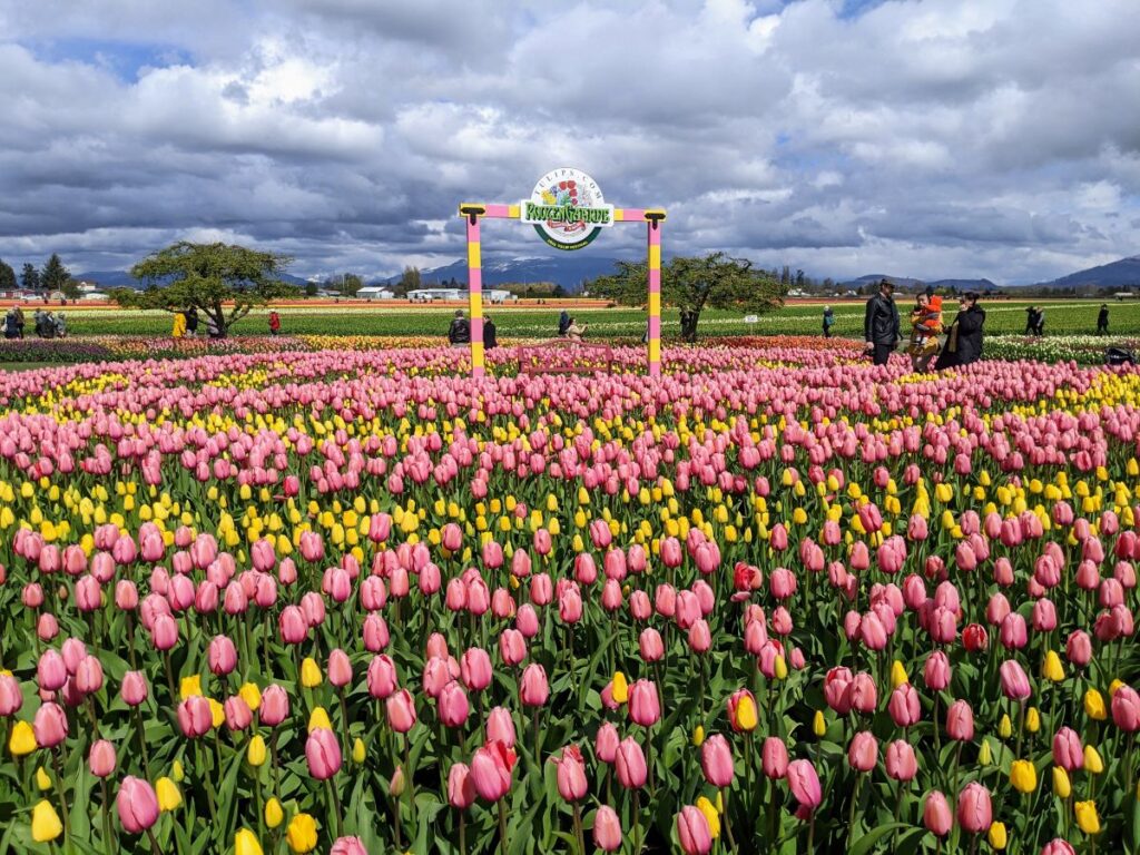 Tulip Festival at Roozengaarde