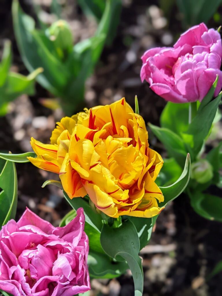 Tulip Festival at Roozengaarde