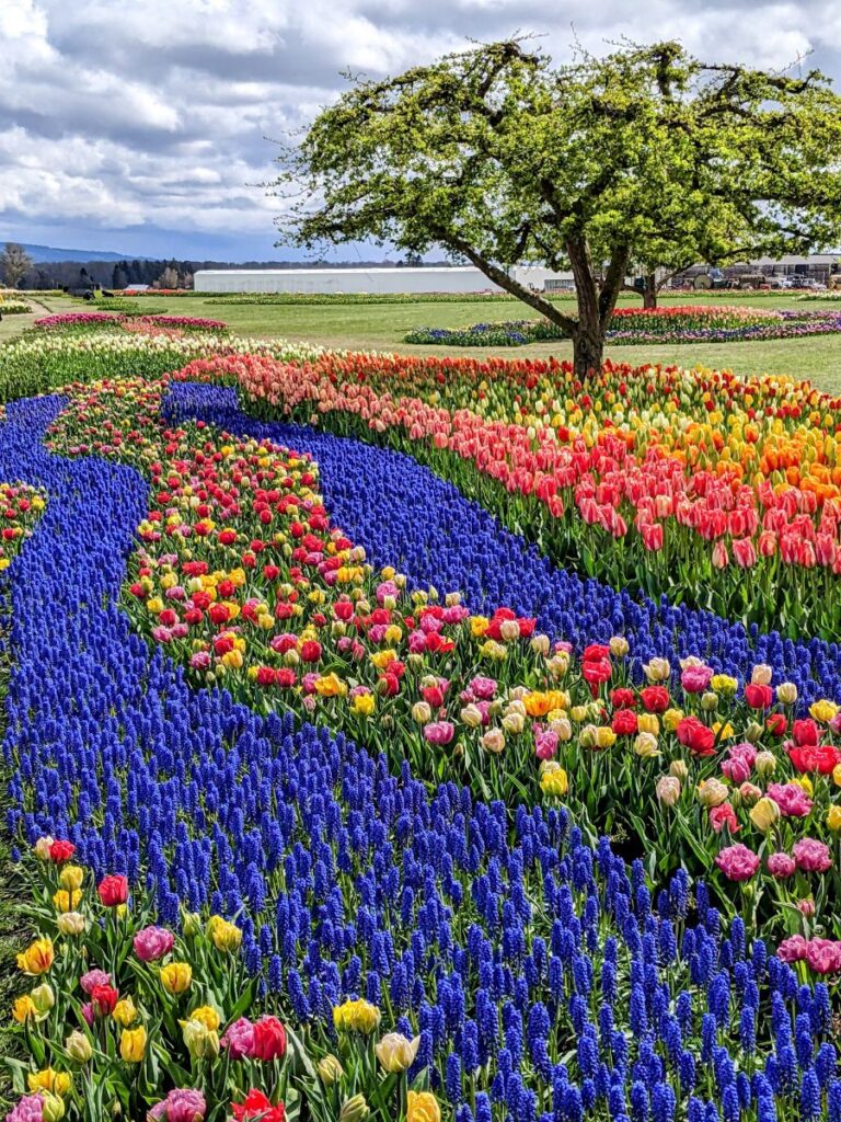 Tulip Festival at Roozengaarde