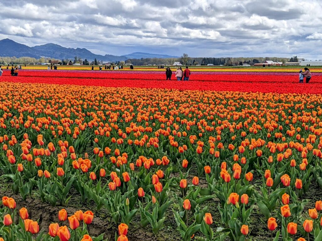 Tulip Festival at Roozengaarde