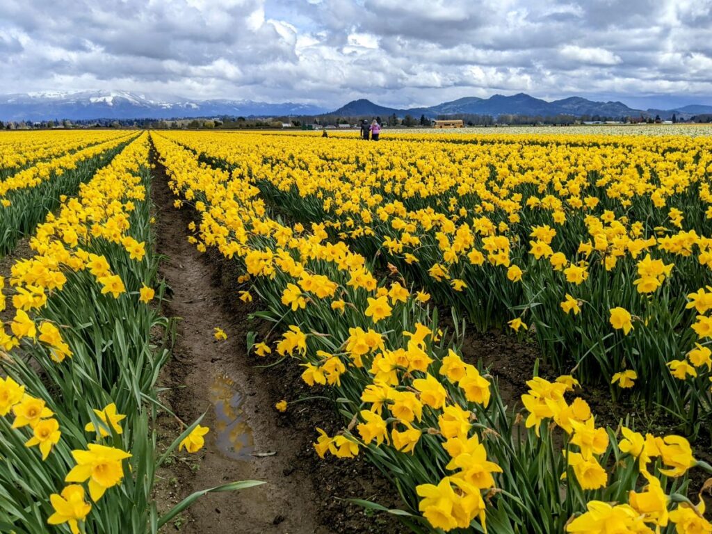 Tulip Festival at Roozengaarde