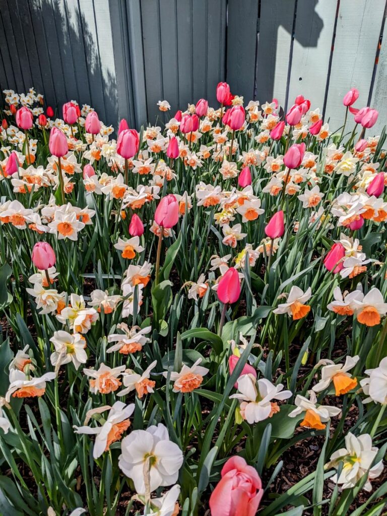 Tulip Festival at Roozengaarde