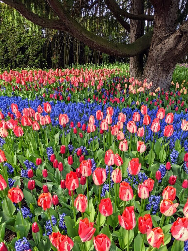 Tulip Festival at Roozengaarde