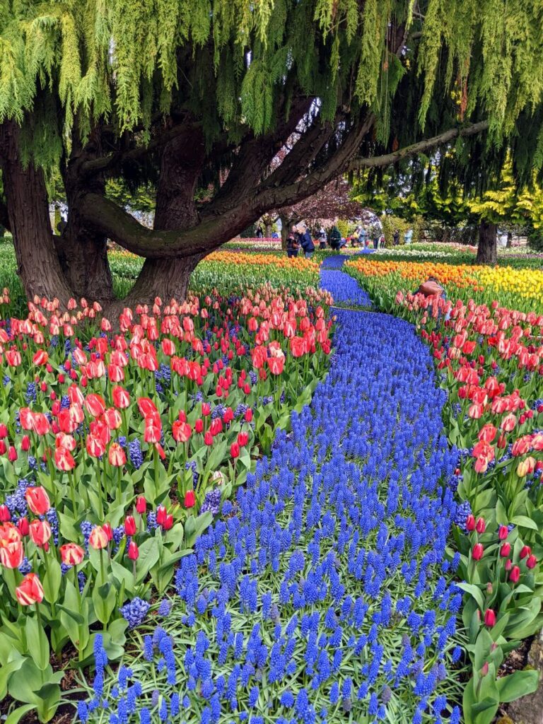 Tulip Festival at Roozengaarde