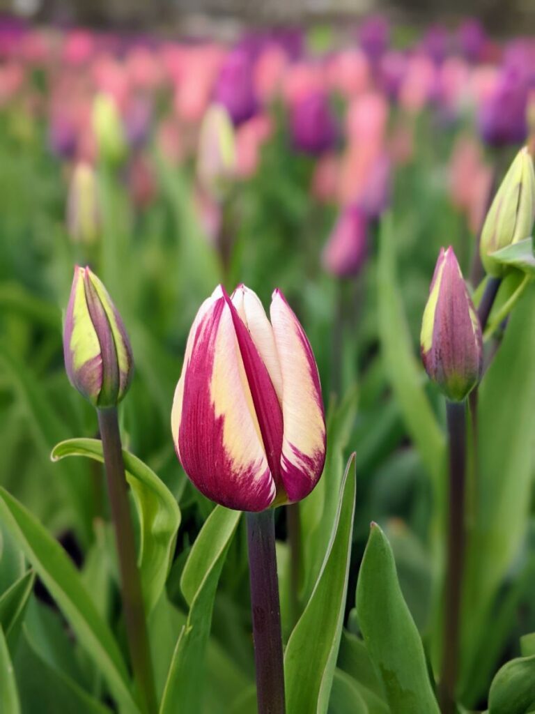 Tulip Festival at Roozengaarde