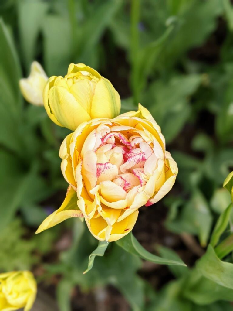 Tulip Festival at Roozengaarde