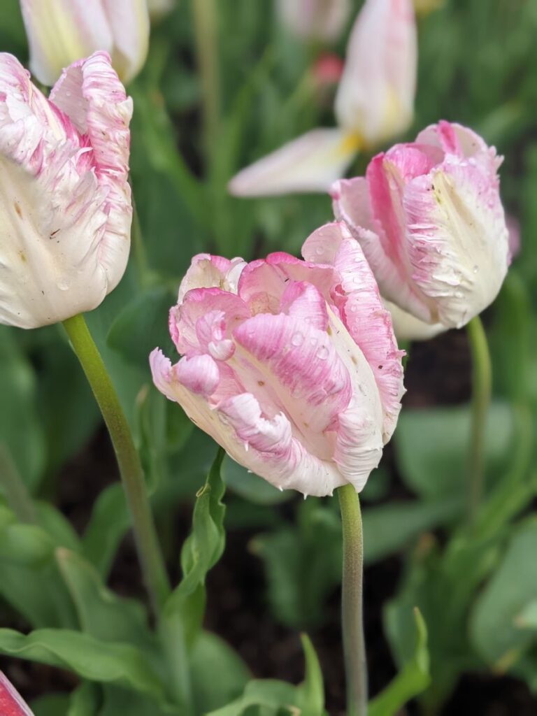 Tulip Festival at Roozengaarde