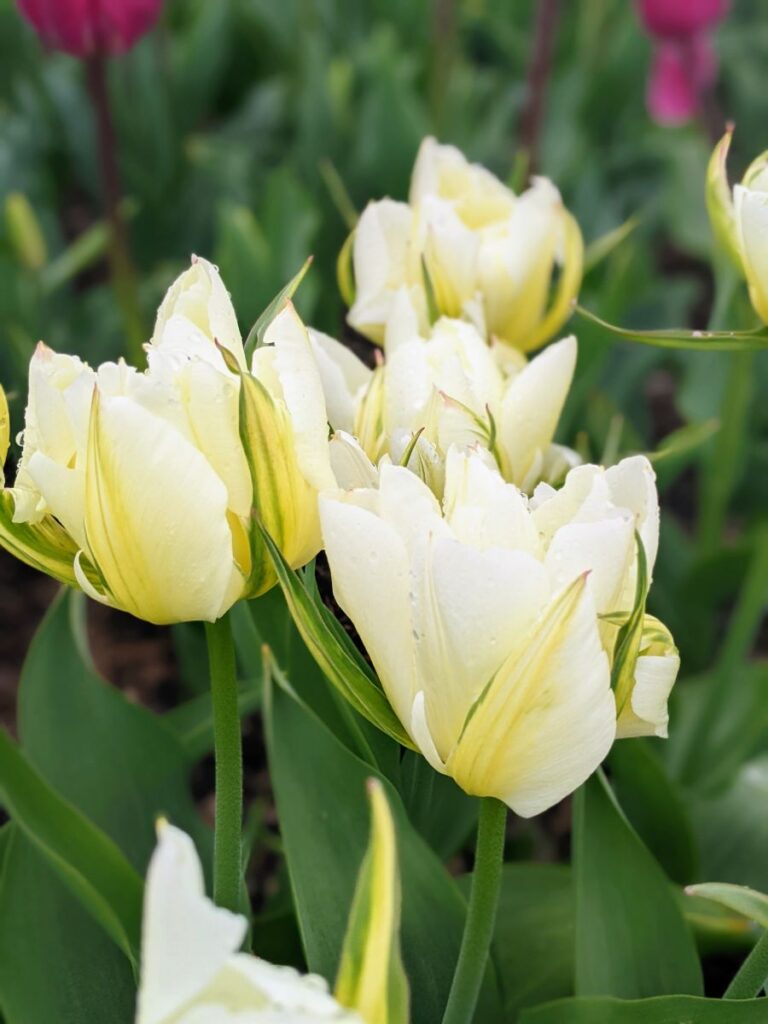 Tulip Festival at Roozengaarde