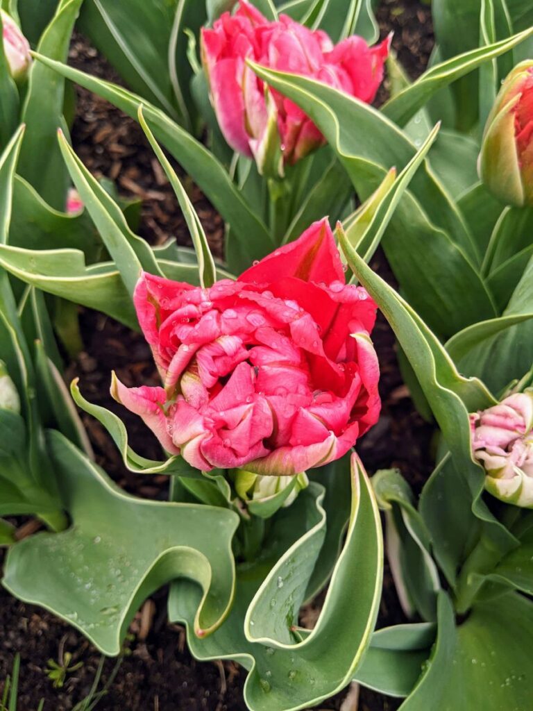 Tulip Festival at Roozengaarde