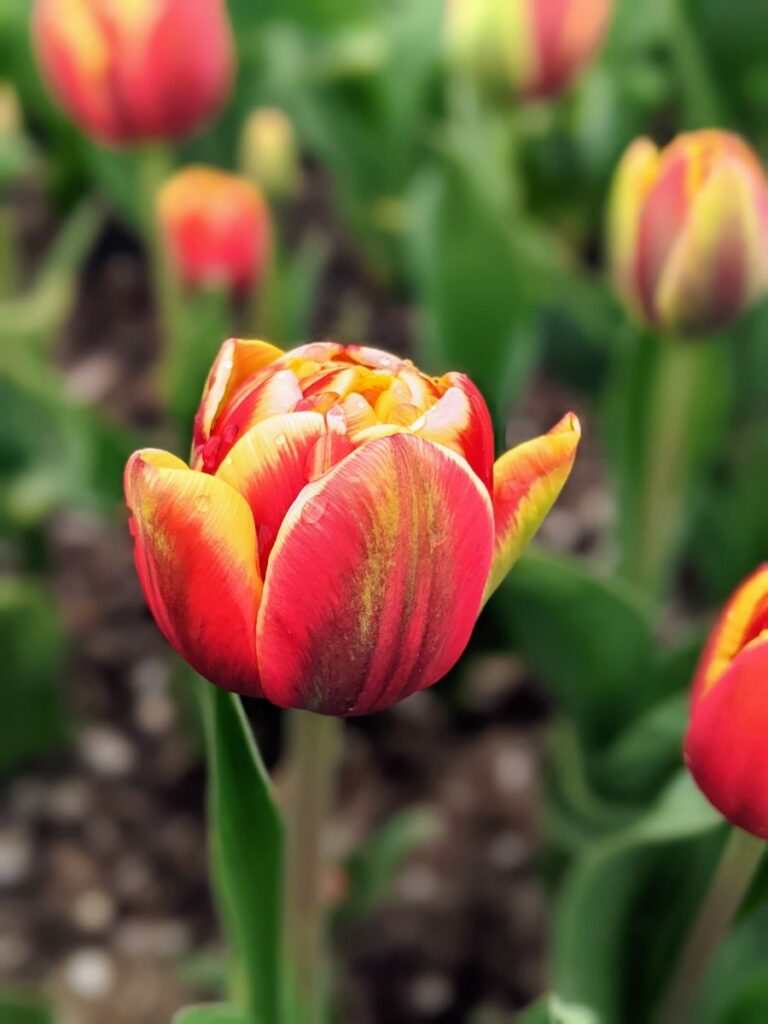 Tulip Festival at Roozengaarde