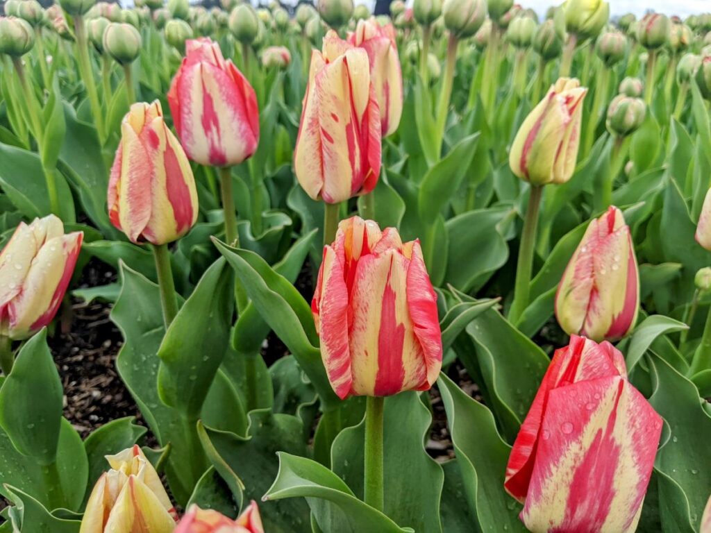 Tulip Festival at Roozengaarde