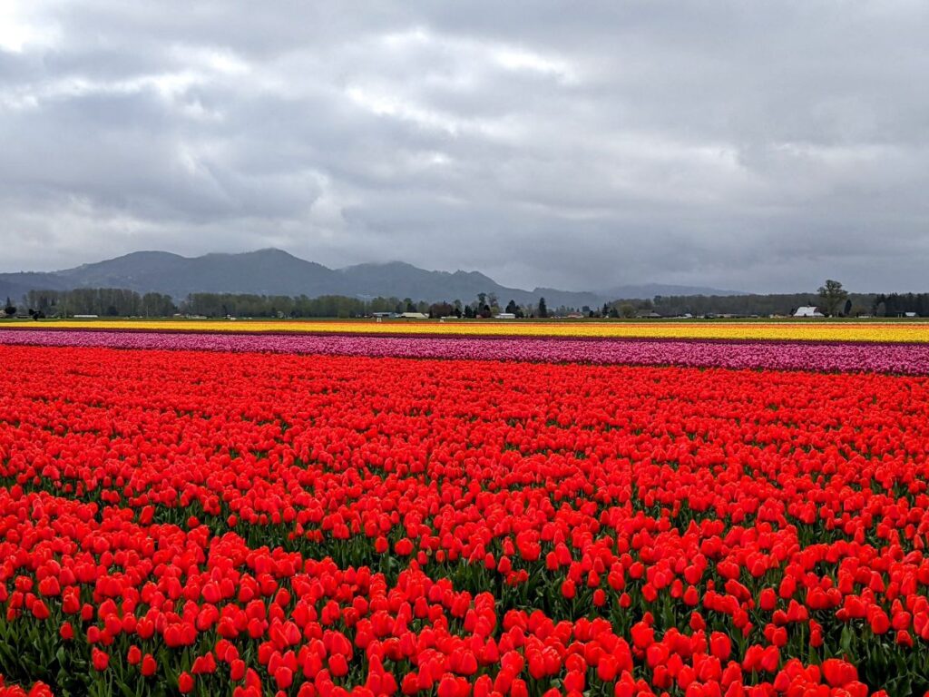 Tulip Festival at Roozengaarde