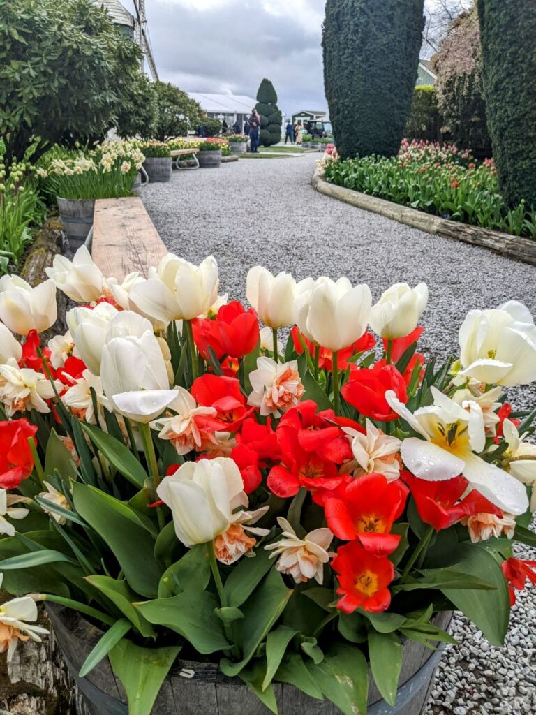 Tulip Festival at Roozengaarde