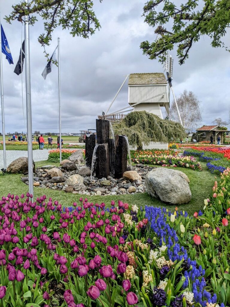 Tulip Festival at Tulip Town 