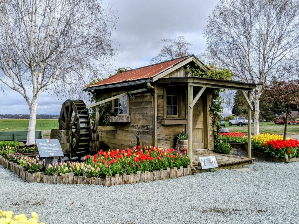 Tulip Festival at Tulip Town 