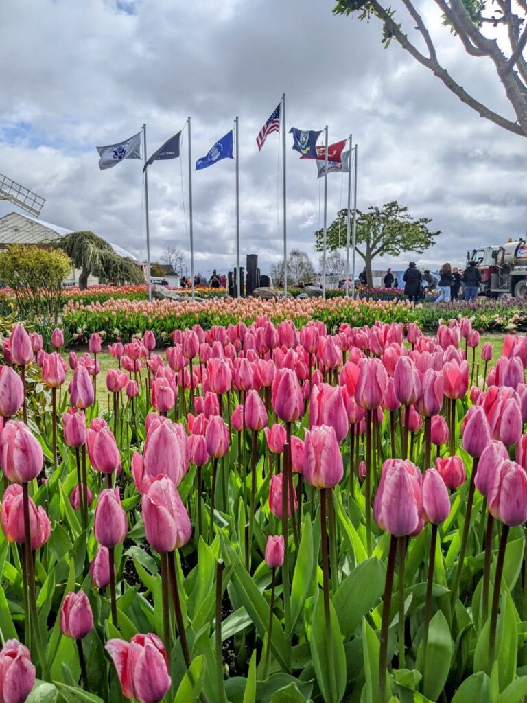 Tulip Festival at Tulip Town 