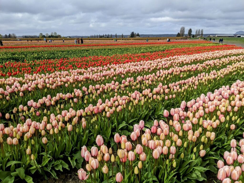 Tulip Festival at Tulip Town 