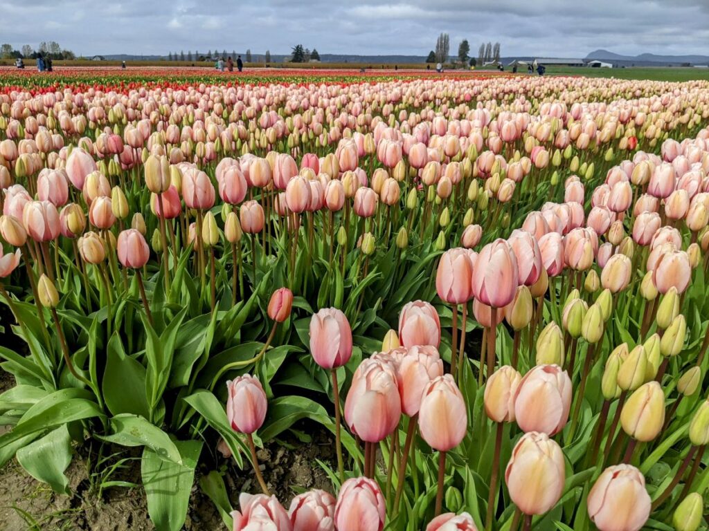 Tulip Festival at Tulip Town 