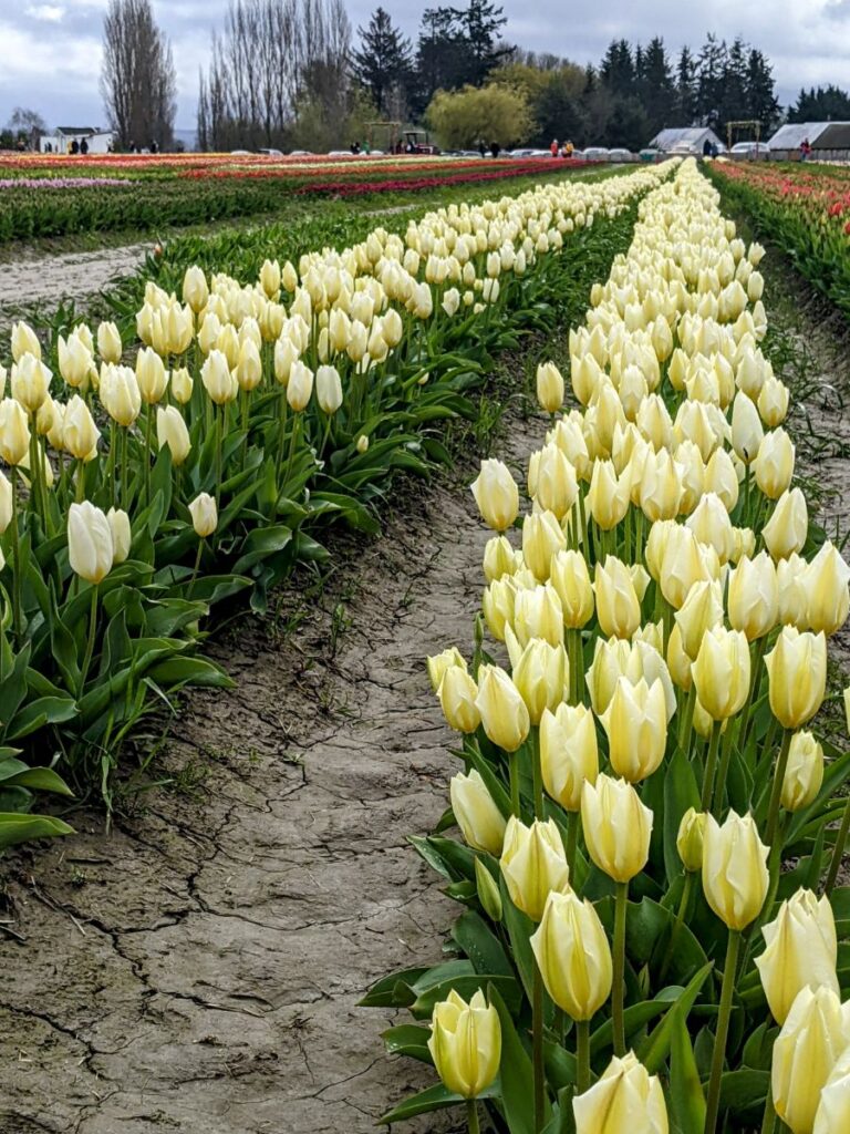 Tulip Festival at Tulip Town 