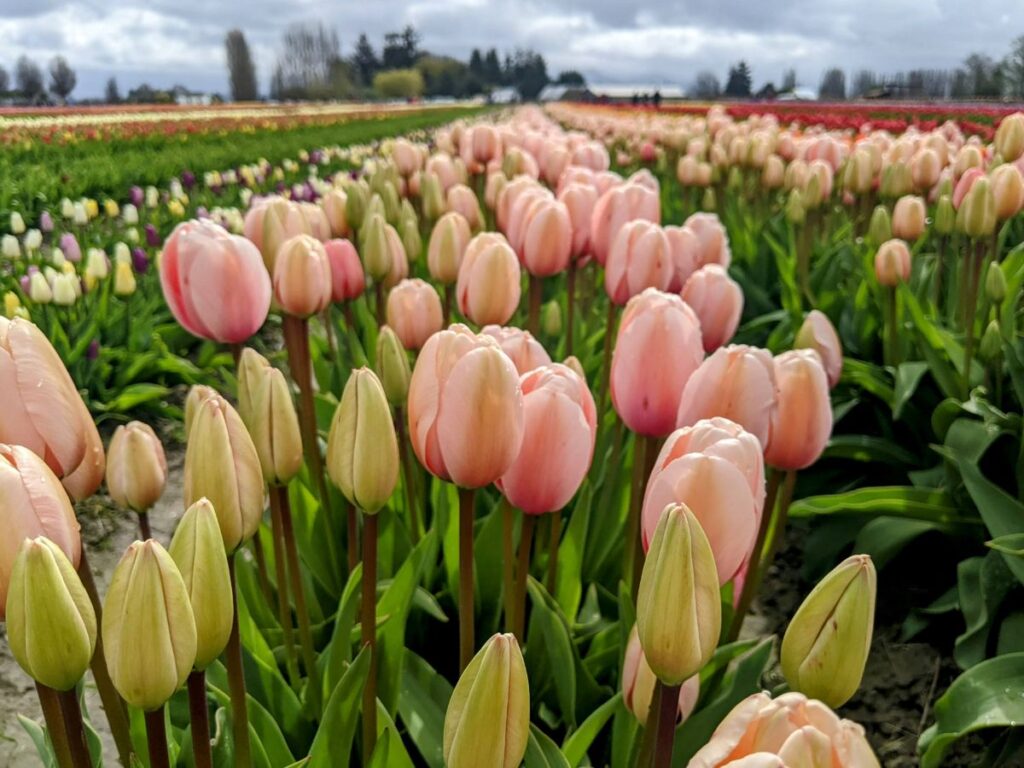 Tulip Festival at Tulip Town 