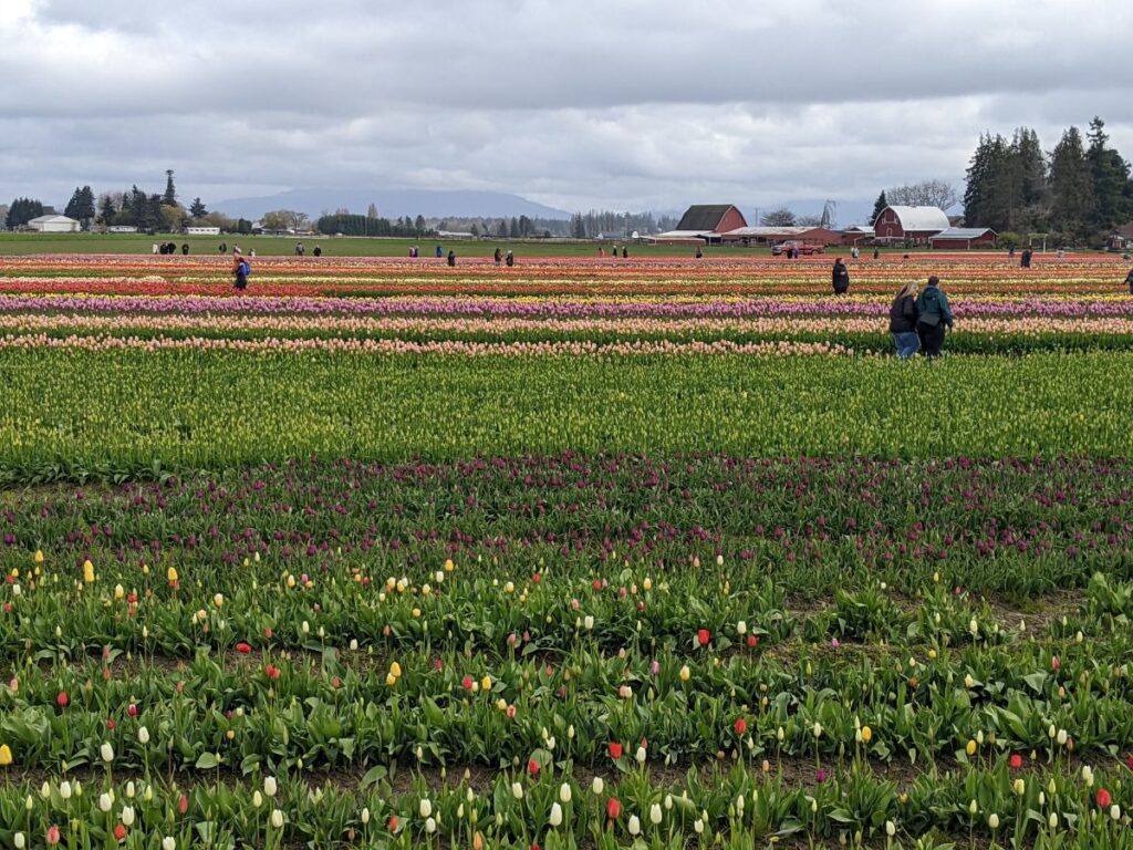 Tulip Festival at Tulip Town 