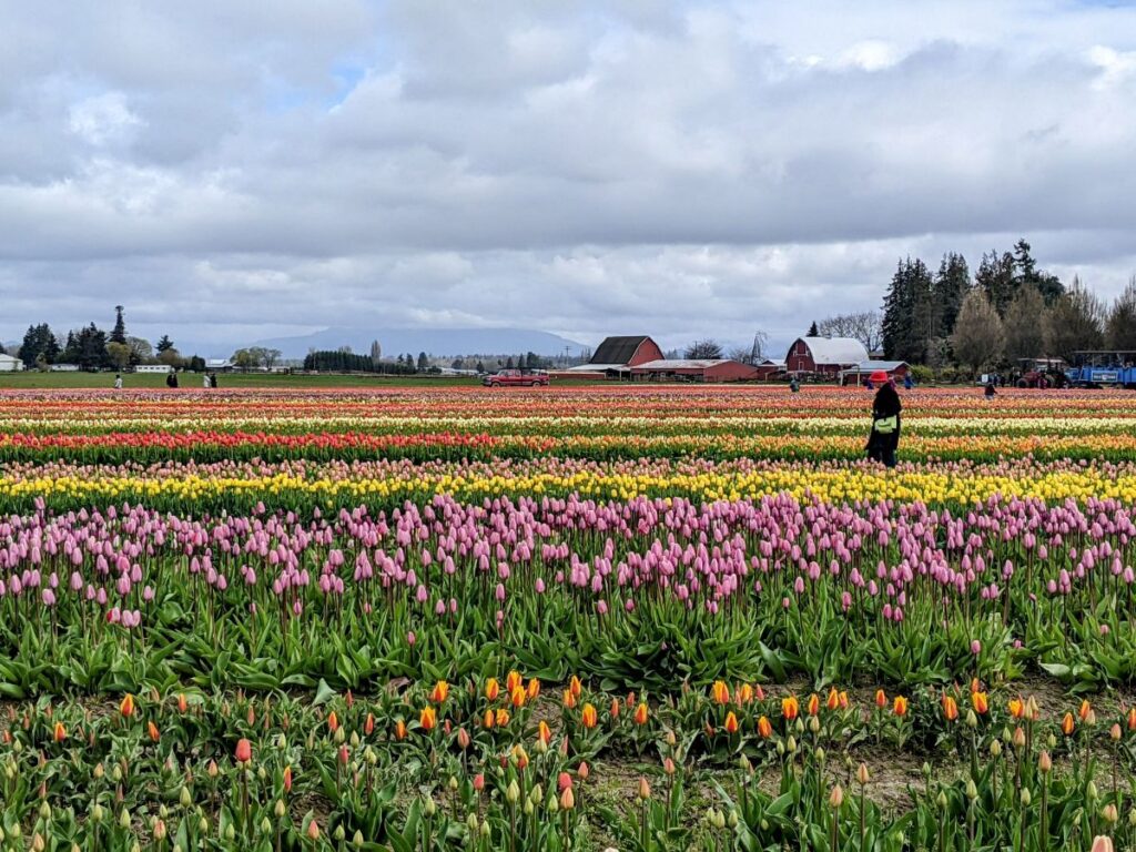 Tulip Festival at Tulip Town 