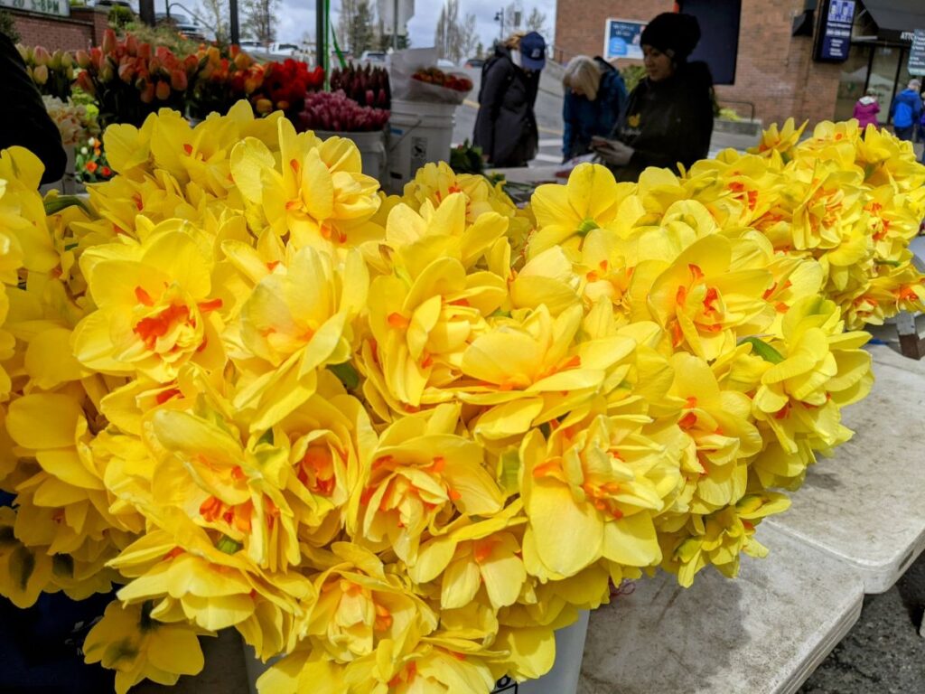 Tulip Festival Mt. Vernon Street Fair