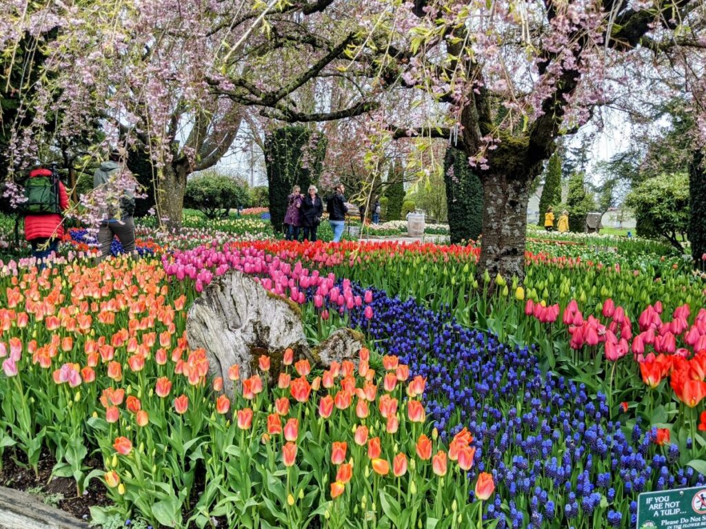 Tulip Festival at Roozengaarde