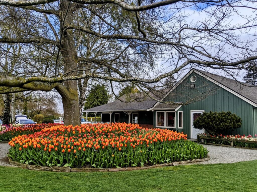 Tulip Festival at Roozengaarde