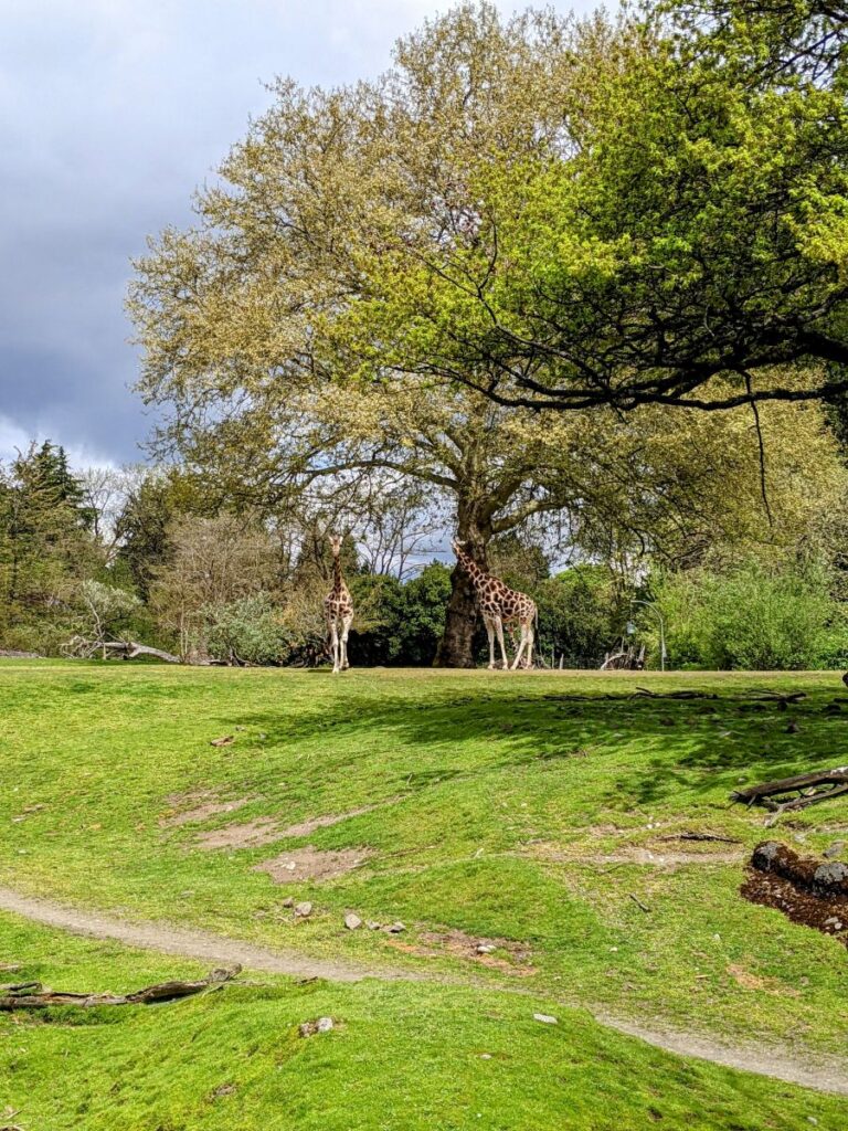 Woodland Park Zoo