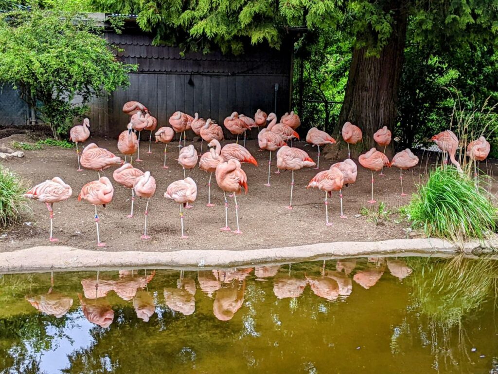 Woodland Park Zoo