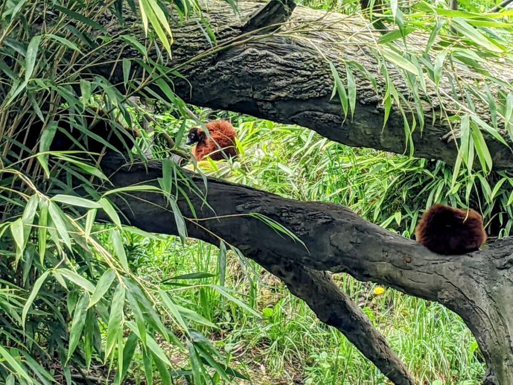 Woodland Park Zoo