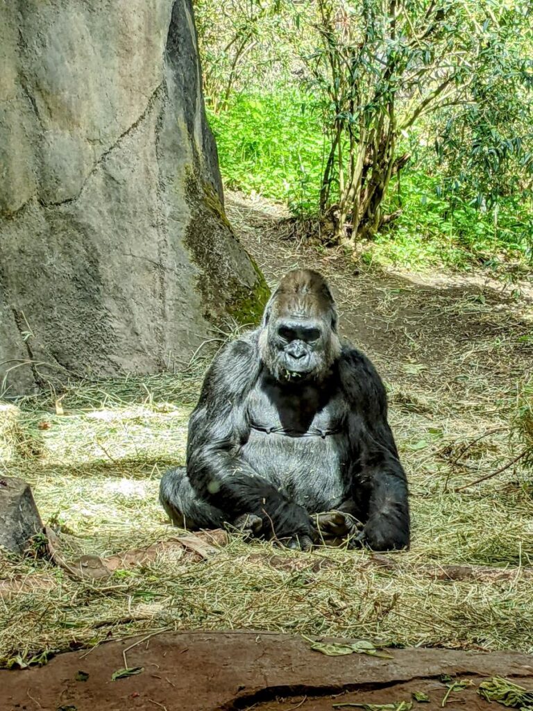 Woodland Park Zoo