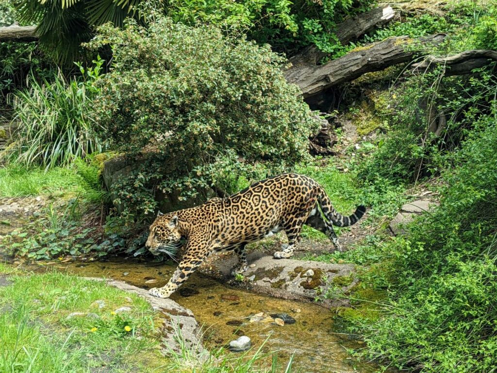 Woodland Park Zoo