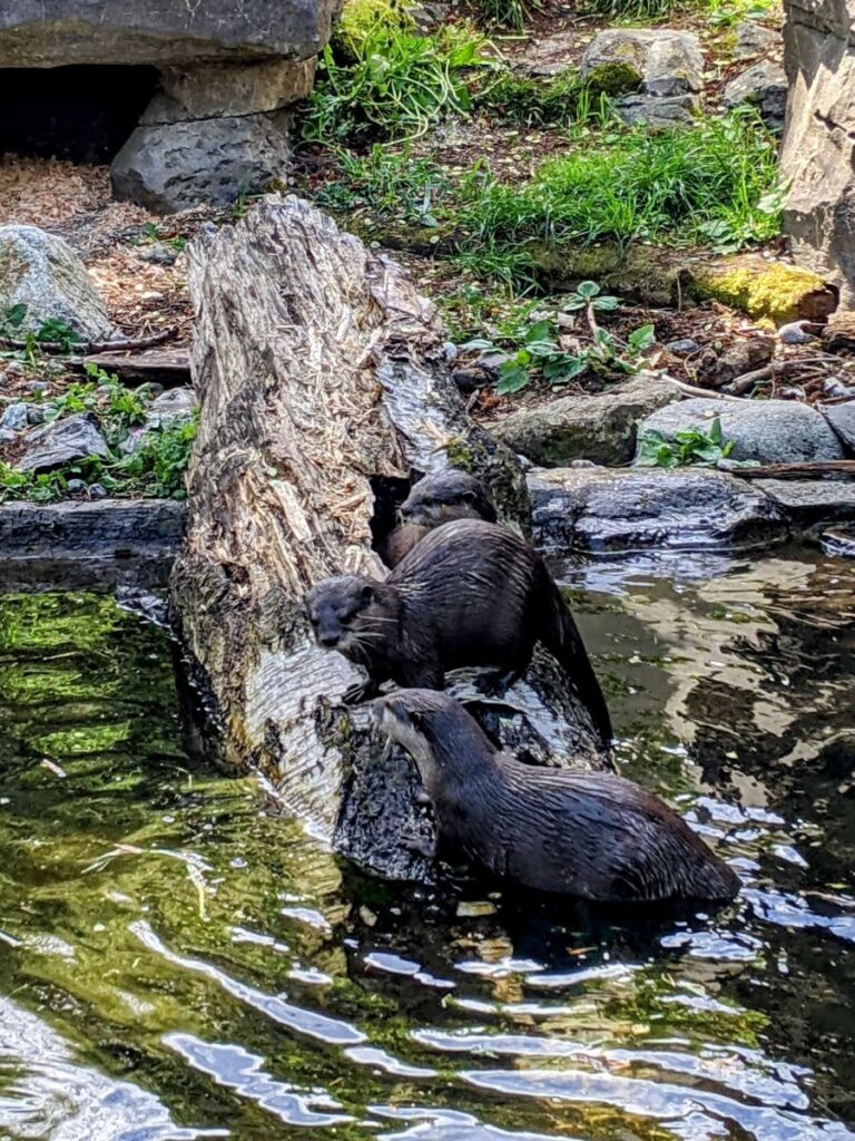 Woodland Park Zoo