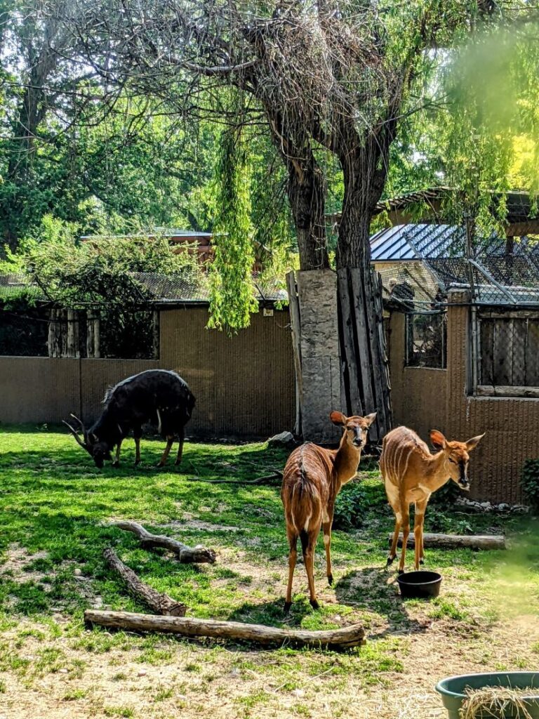 Zoo Boise