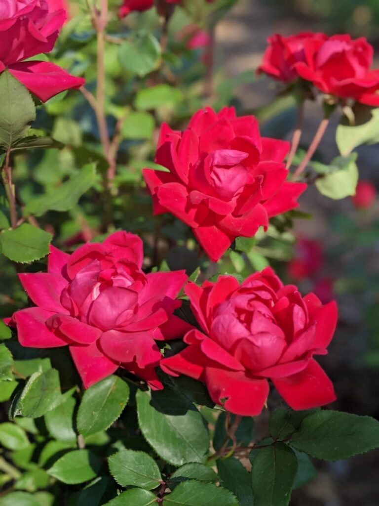 Boise Rose Garden