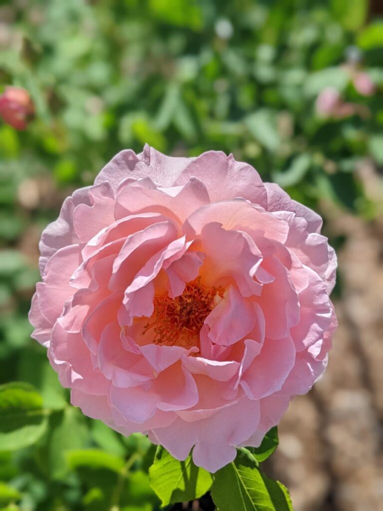 Boise Rose Garden