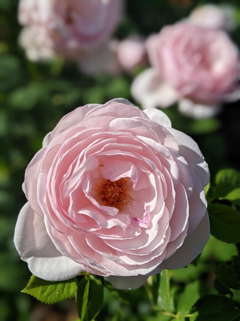 Boise Rose Garden