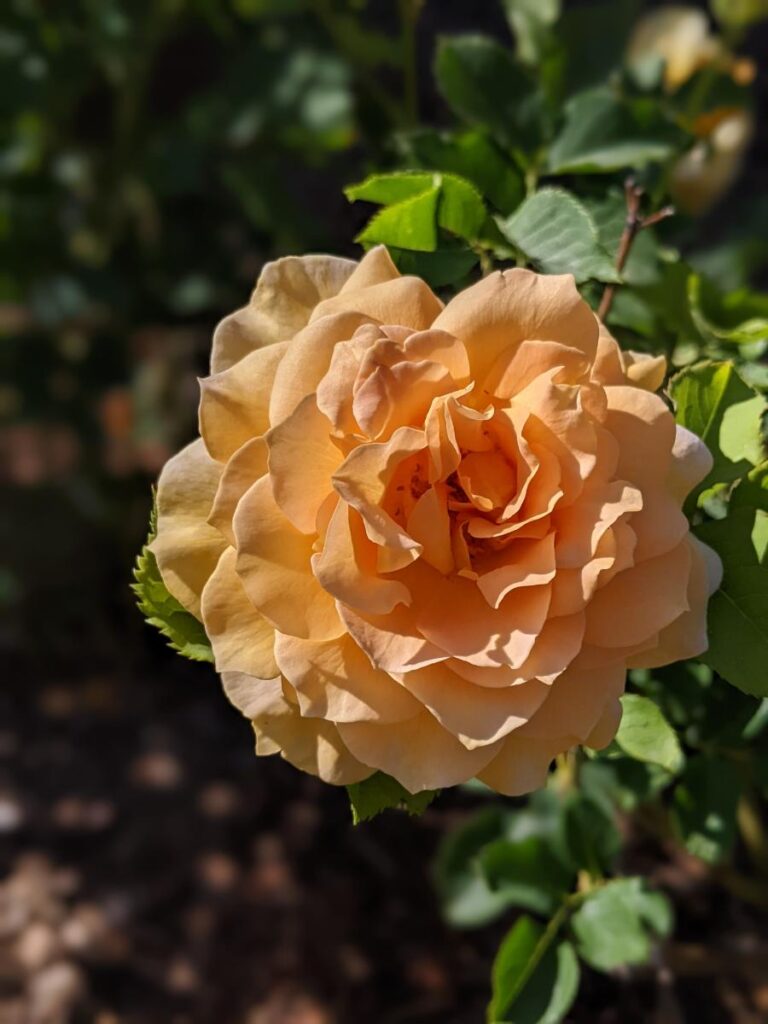 Boise Rose Garden