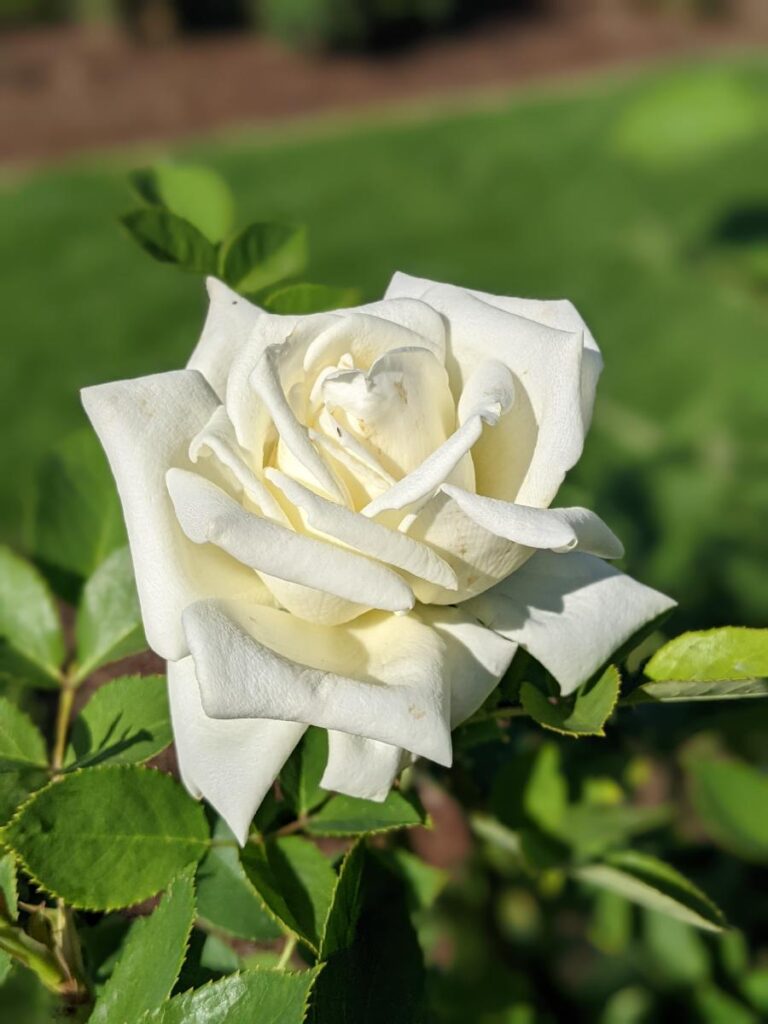 Boise Rose Garden