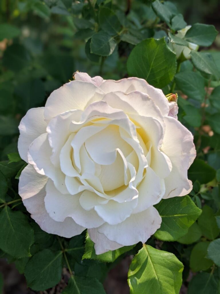 Boise Rose Garden