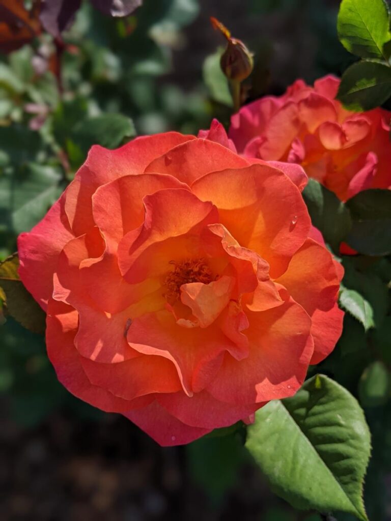 Boise Rose Garden