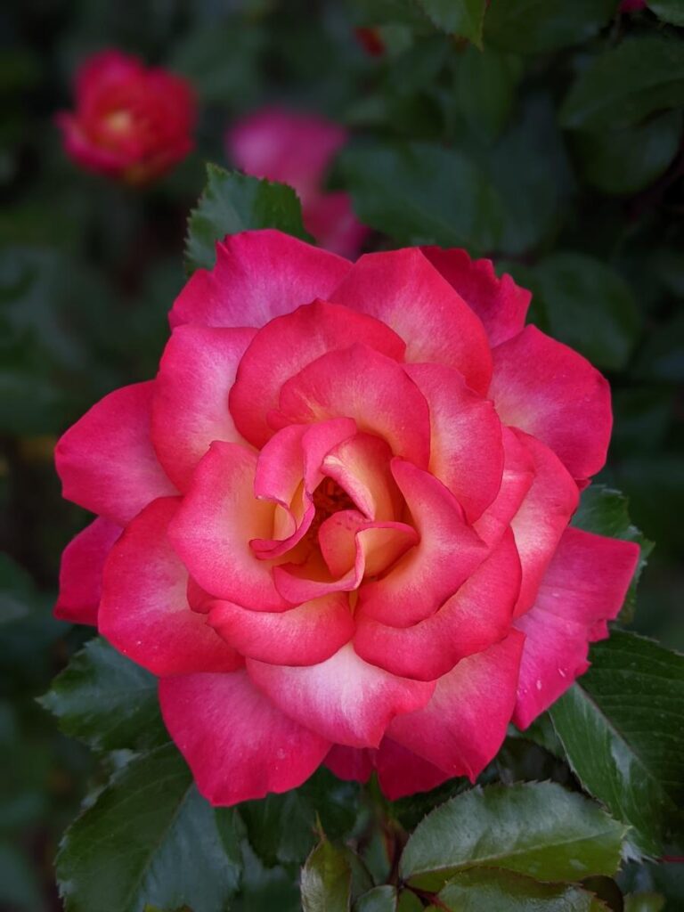 Boise Rose Garden