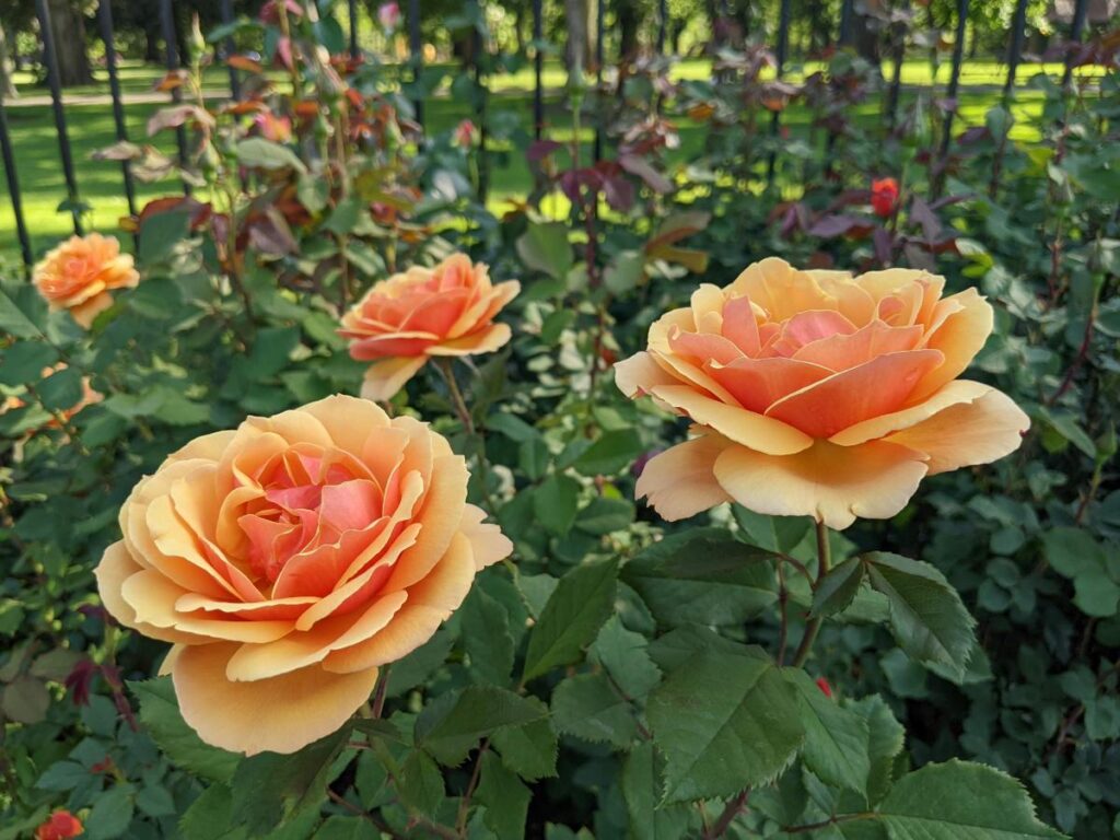 Boise Rose Garden