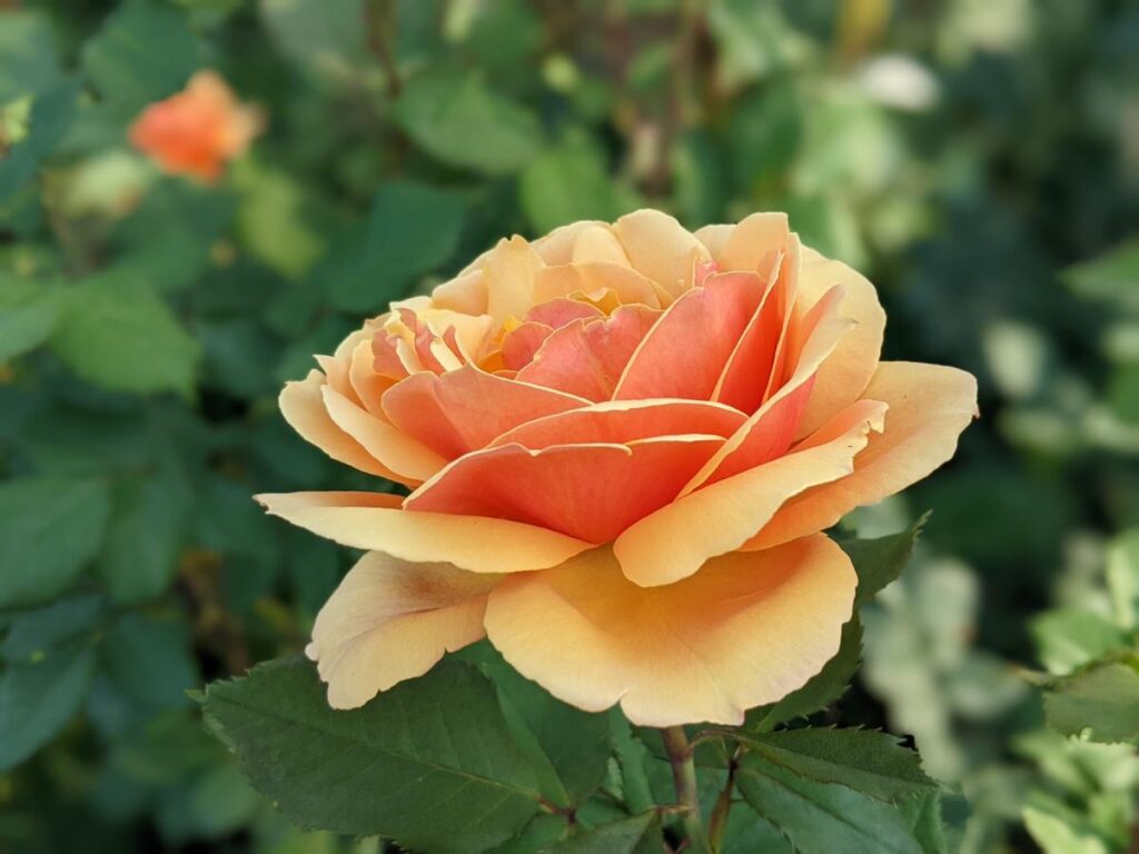 Boise Rose Garden