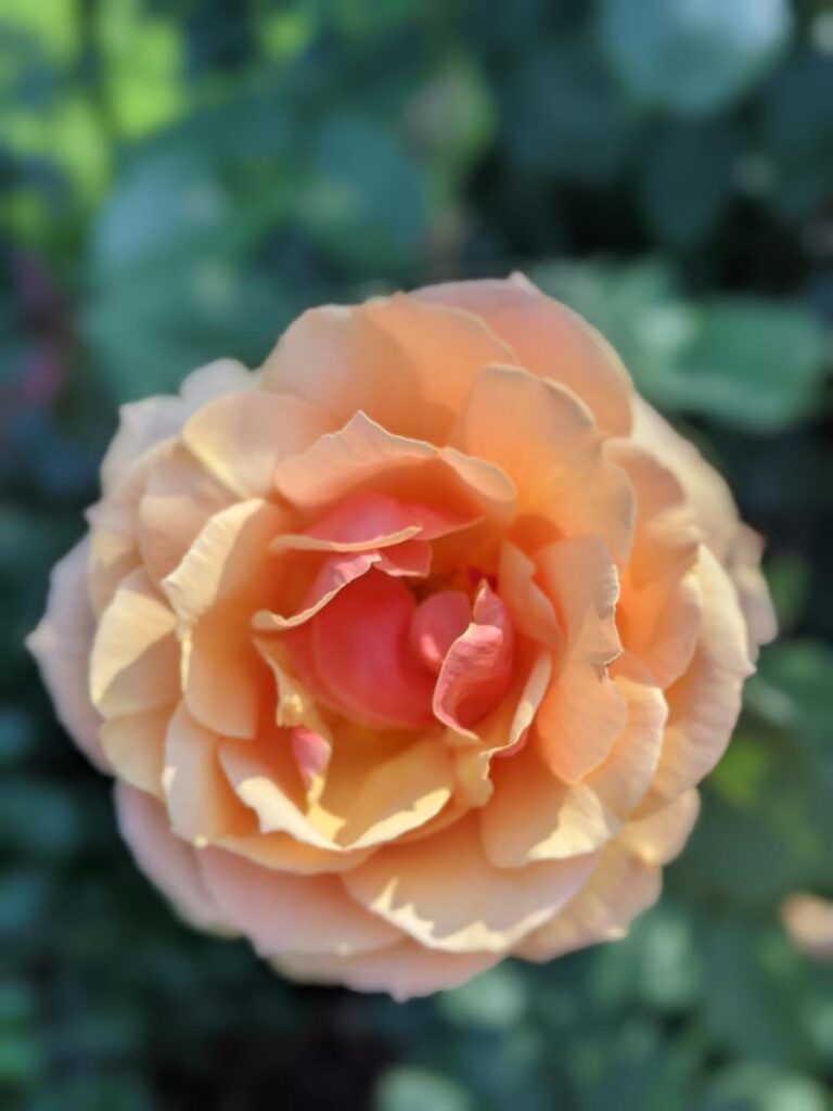 Boise Rose Garden