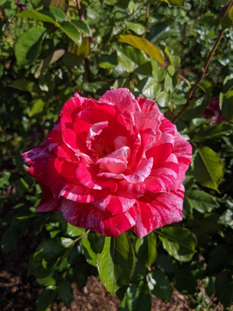 Boise Rose Garden