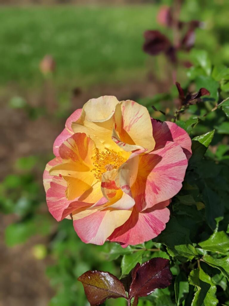 Boise Rose Garden