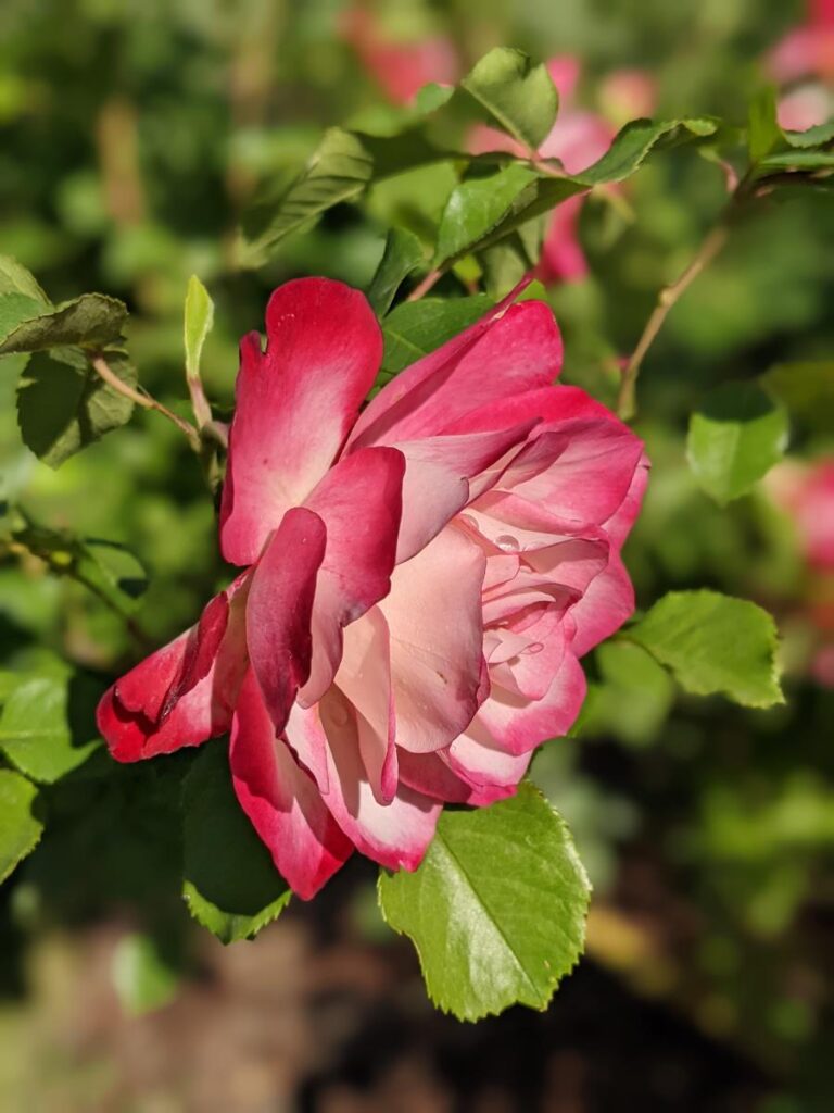 Boise Rose Garden